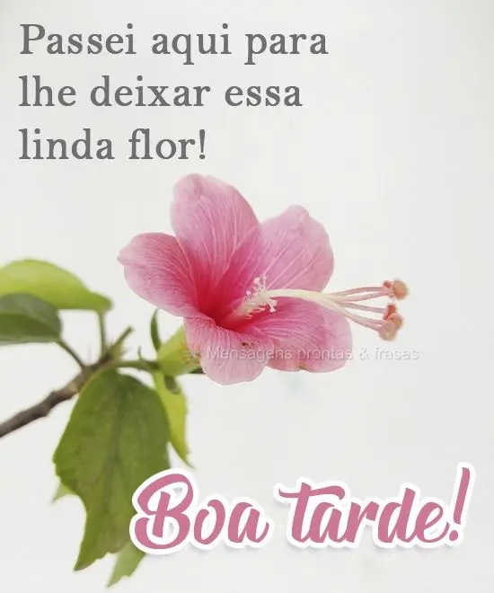 Passei aqui para lhe deixar essa linda flor!  Boa tarde!