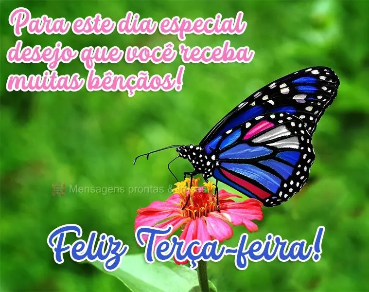 Para este dia especial desejo que você receba muitas bênçãos!  Feliz Terça-feira!