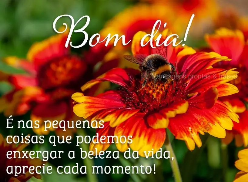É nas pequenas coisas que podemos enxergar a beleza da vida, aprecie cada momento! Bom dia!