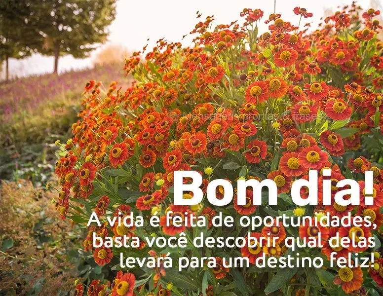 A vida é feita de oportunidades, basta você descobrir qual delas levará para um destino feliz! Bom dia!
