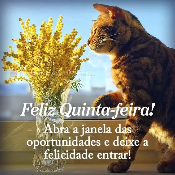 Abra a janela das oportunidades e deixe a felicidade entrar! Feliz Quinta-feira!