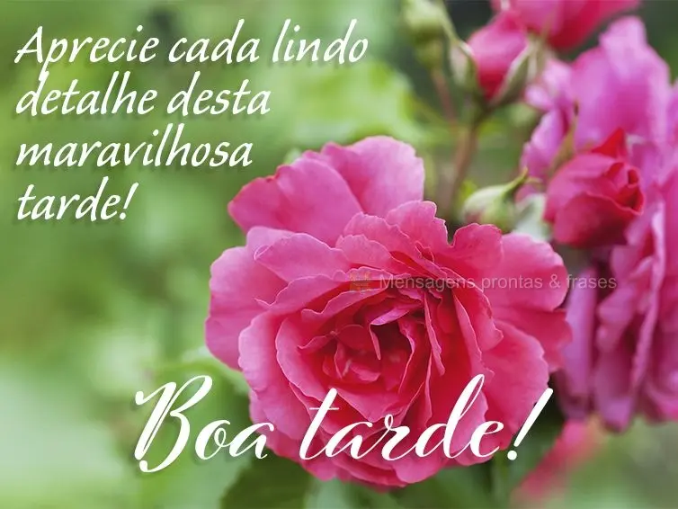 Aprecie cada lindo detalhe desta maravilhosa tarde! Boa tarde! 