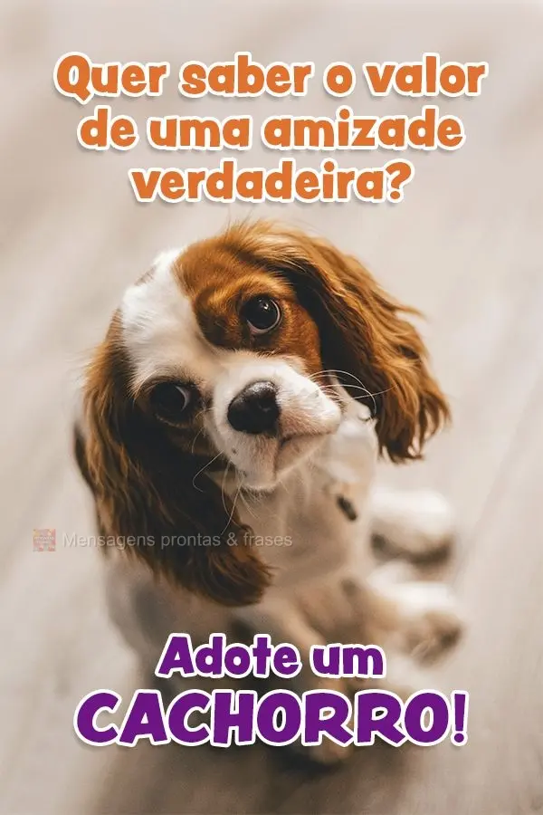 Quer saber o valor de uma amizade verdadeira? Adote um cachorro!