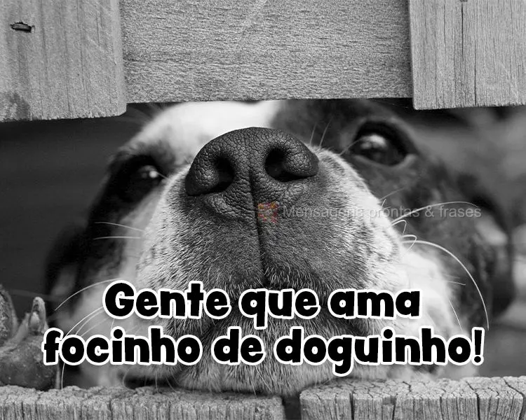 Gente que ama focinho de doguinho!
