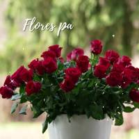 Flores para o meu grande amor!