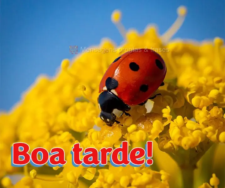 Boa tarde!