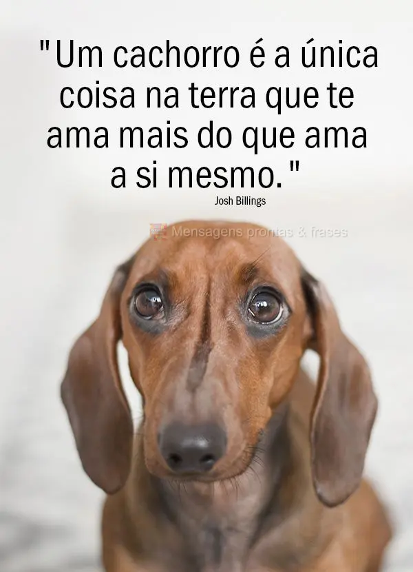 "Um cachorro é a única coisa na terra que te ama mais do que ama a si mesmo." Josh Billings