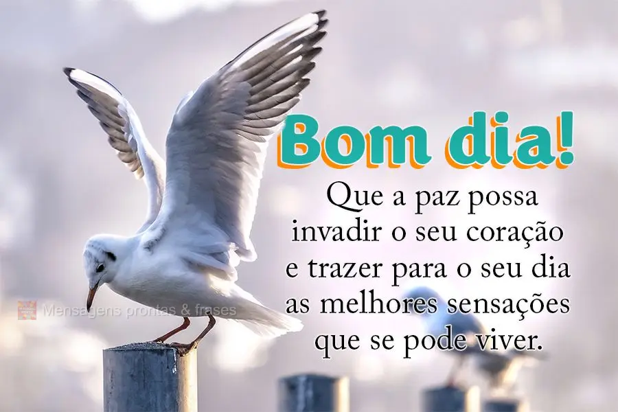 Que a paz possa invadir o seu coração e trazer para o seu dia as melhores sensações que se pode viver. Bom dia!
