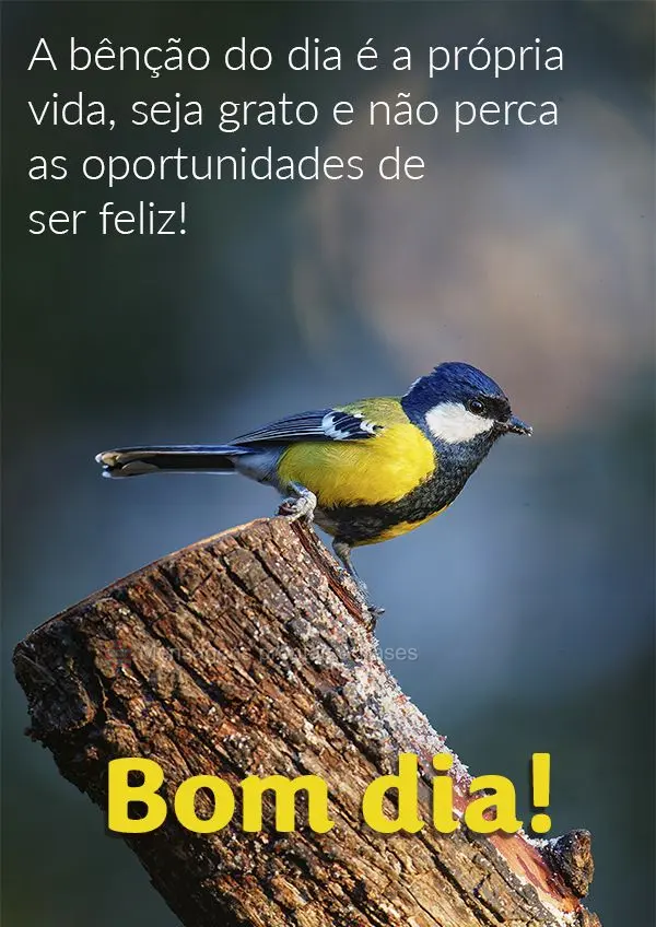A bênção do dia é a própria vida, seja grato e não perca as oportunidades de ser feliz! Bom dia!