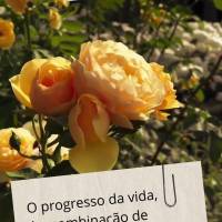 O progresso da vida é a combinação de persistência, coerência e tomadas de decisões que levam ao seu destino. Feliz tarde! 