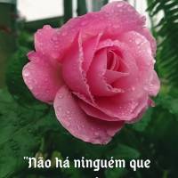 "Não há ninguém que seja insignificante no propósito de Deus." Alistair Begg