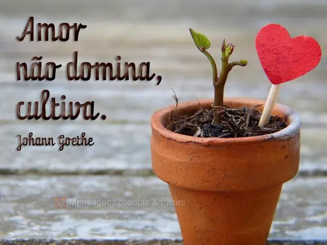 Amor não domina, cultiva.  Johann Goethe