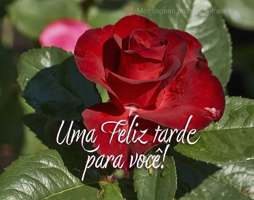 Uma Feliz tarde para você!