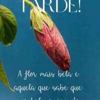 A flor mais bela é aquela que sabe que sua beleza vem da vontade de florescer! Boa tarde!