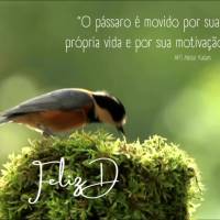 “O pássaro é movido por sua própria vida e por sua motivação.” Feliz Domingo! APJ Abdul Kalam