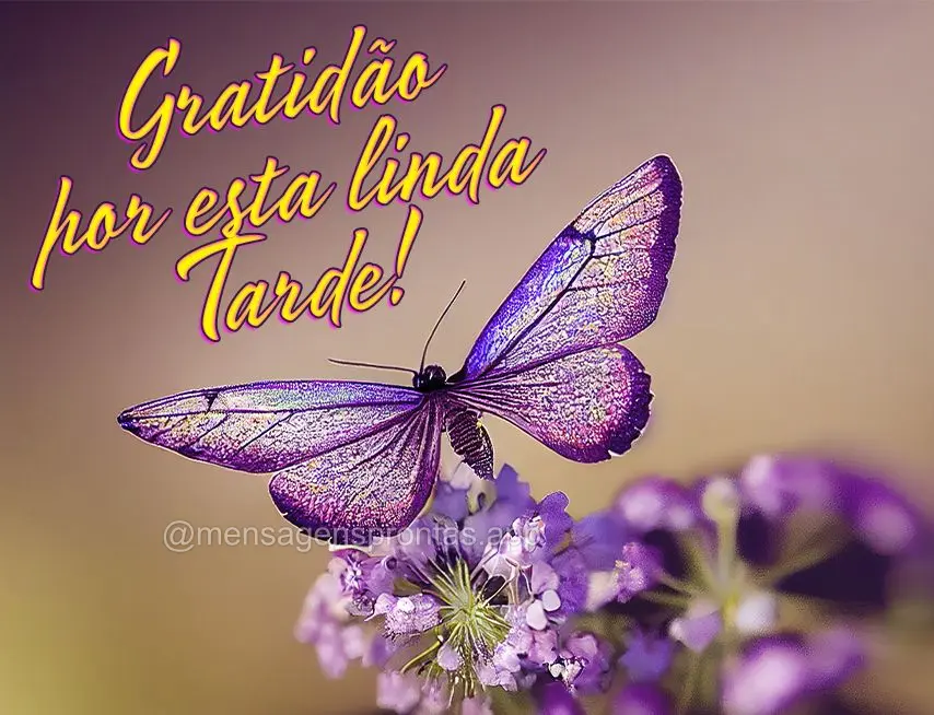 Gratidão por esta linda tarde!