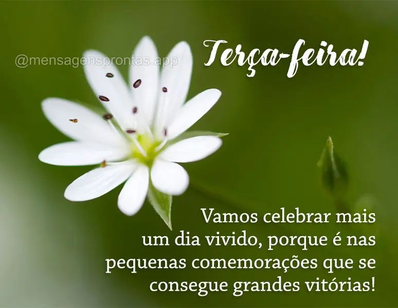 Vamos celebrar mais um dia vivido, porque é nas pequenas comemorações que se consegue grandes vitórias! Terça-feira!