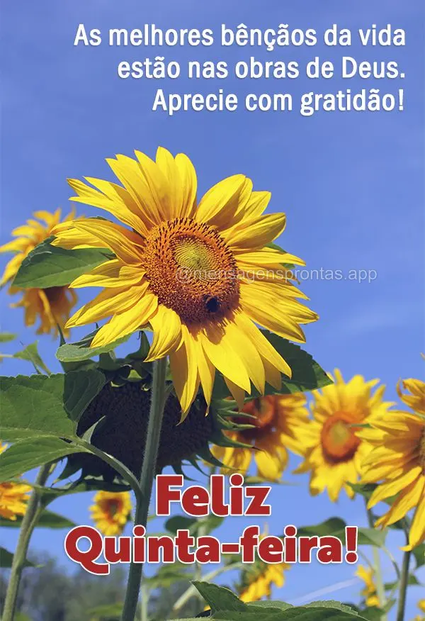 As melhores bênçãos da vida estão nas obras de Deus. Aprecie com gratidão! Feliz Quinta-feira! 