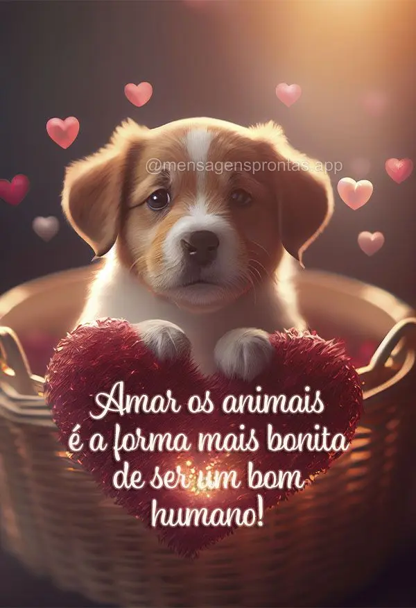 Amar os animais é a forma mais bonita de ser um bom humano!