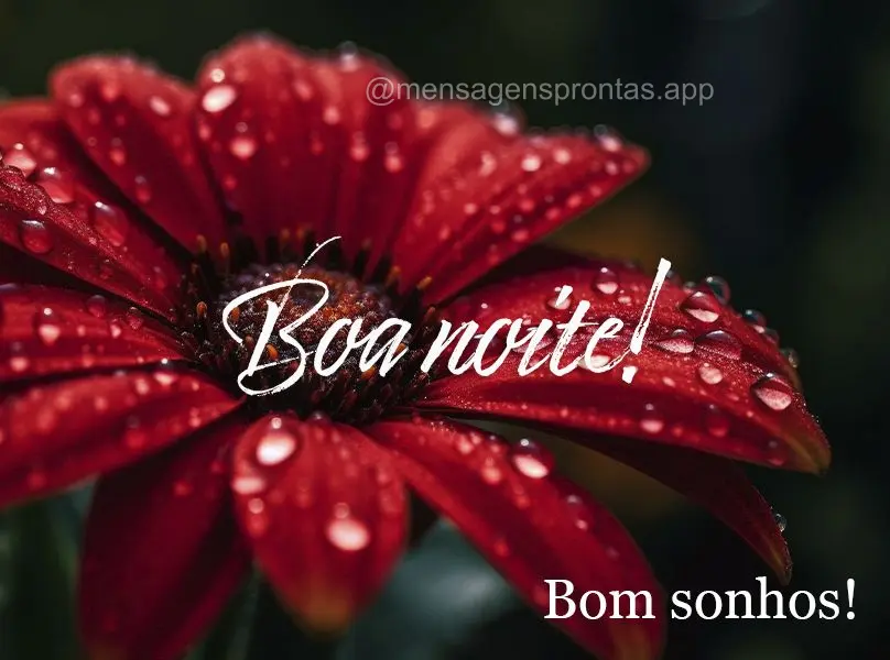 Boa noite! Bom sonhos!