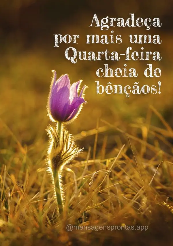 Agradeça por mais uma Quarta-feira cheia de bênçãos!