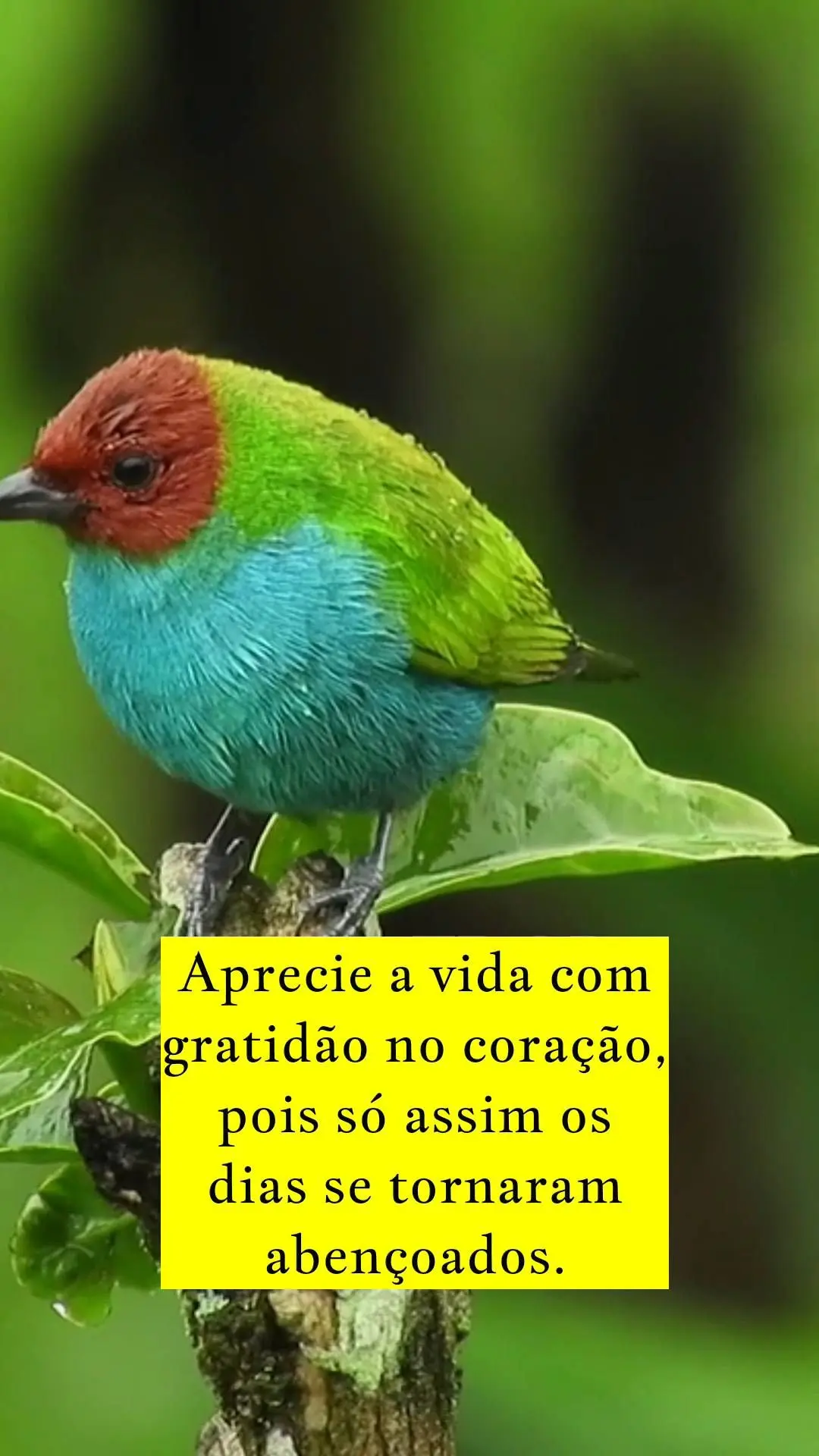 Aprecie a vida com gratidão no coração, pois só assim os dias se tornaram abençoados. 