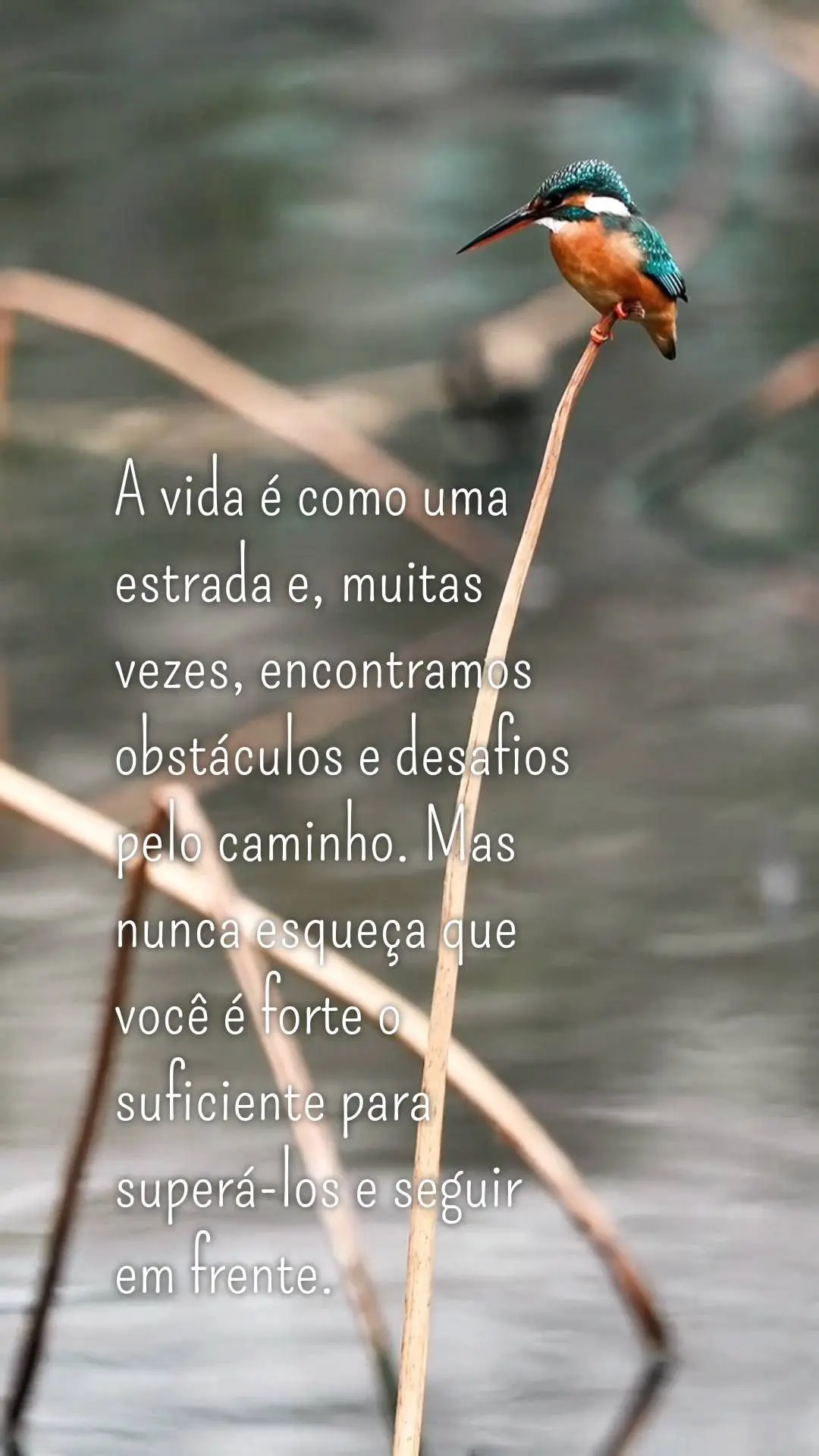 A vida é como uma estrada e, muitas vezes, encontramos obstáculos e desafios pelo caminho. Mas nunca esqueça que você é forte o suficiente para supe...
