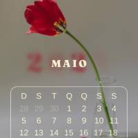 Que as flores de maio tragam alegria e renovação para nossas vidas.  Maio