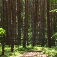 Que a gratidão a Deus seja expressa através de suas atitudes, pois Ele é quem nos dá forças para vencer os desafios.