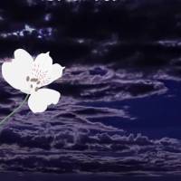 Que Deus te abençoe com um sono tranquilo e te guie em seus sonhos. Boa noite!