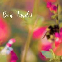 Bom Dia!