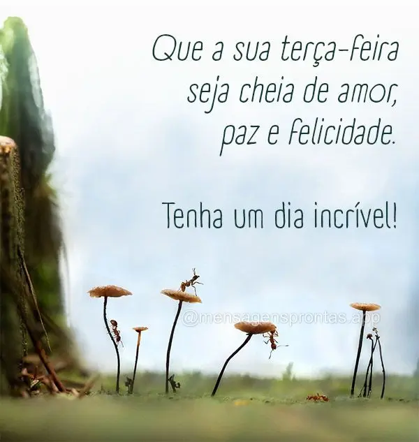 Que a sua terça-feira seja cheia de amor, paz e felicidade. Tenha um dia incrível!