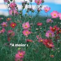 "A maior sabedoria é a humildade, pois ela nos permite aprender com todos e com tudo." Boa tarde! Mahatma Gandhi