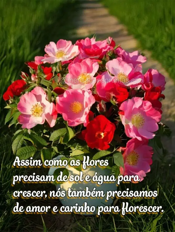 Assim como as flores precisam de sol e água para crescer, nós também precisamos de amor e carinho para florescer.