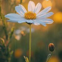 O universo conspira a favor dos corajosos. Dê o primeiro passo, mesmo com medo. Bom dia! 