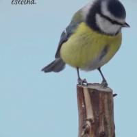 Liberdade é ser fiel a si mesmo,
felicidade é o reflexo dessa escolha.