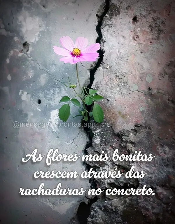 As flores mais bonitas crescem através das rachaduras no concreto.	