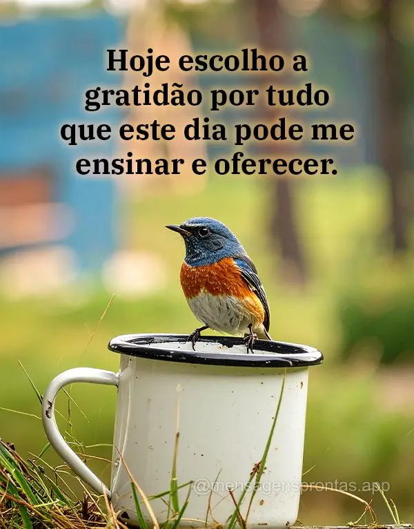 Hoje escolho a gratidão por tudo que este dia pode me ensinar e oferecer.