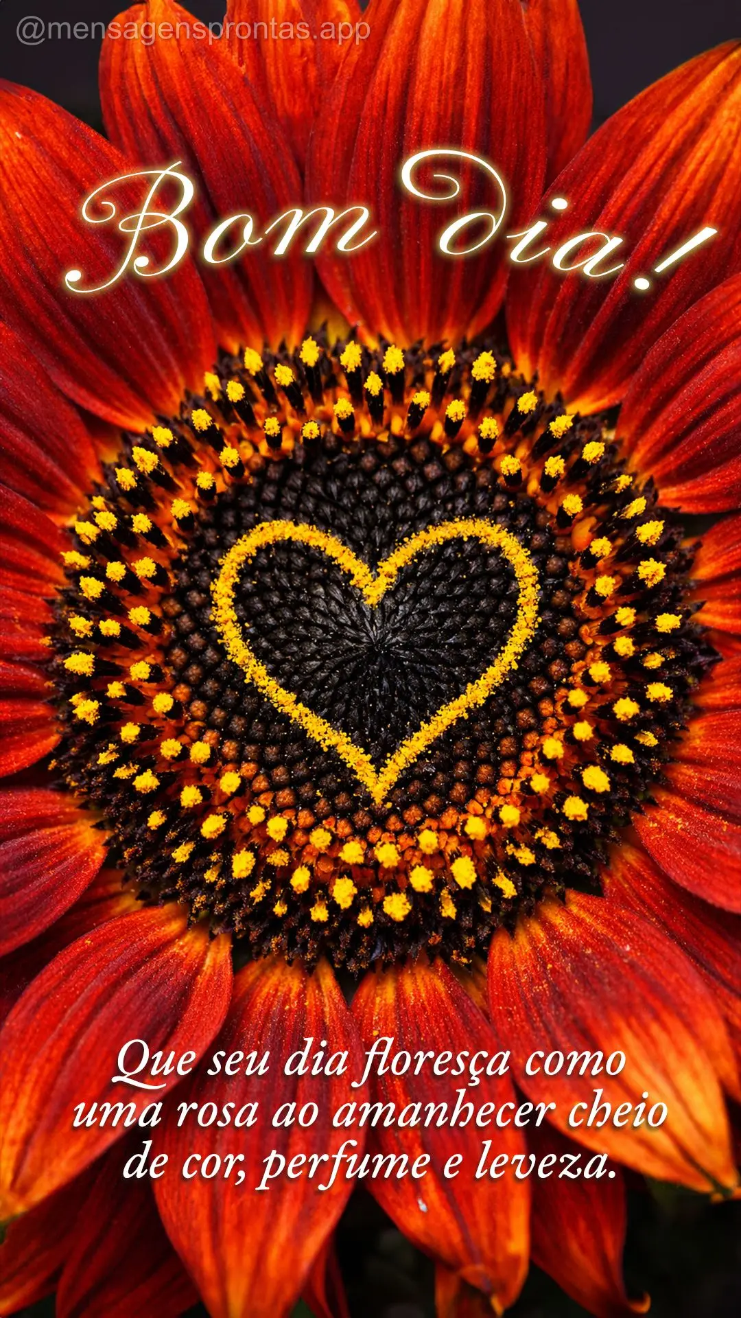 Que seu dia floresça como uma rosa ao amanhecer — cheio de cor, perfume e leveza. Bom dia! 