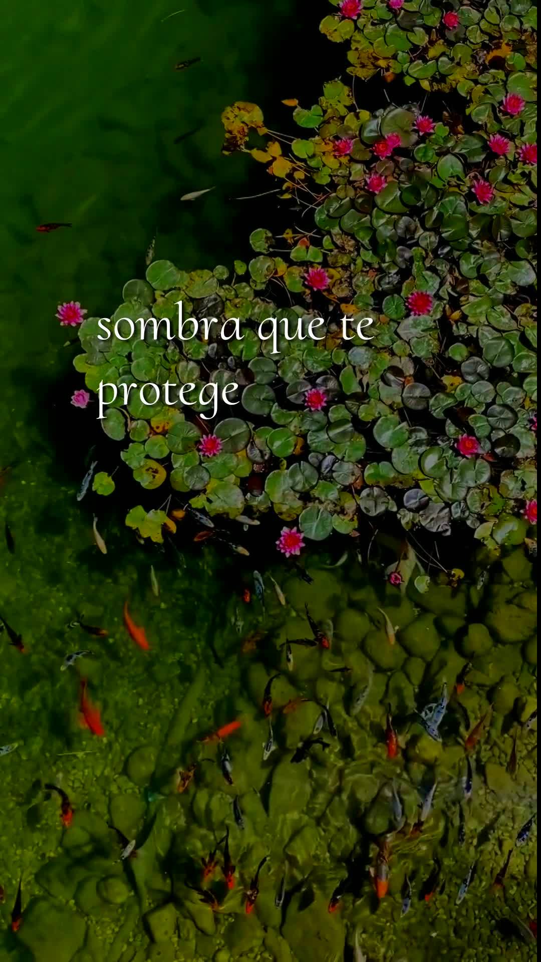 Meu bom dia especial nesta sexta-feira, 7 de Agosto de 2026, é para você, pessoa querida do meu coração. Que Deus te abençoe, te guarde e te guie em...