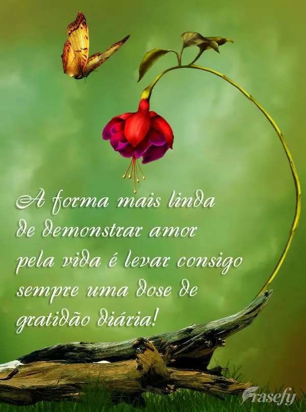A forma mais linda de demonstrar amor pela vida é levar consigo sempre uma dose de gratidão diária!