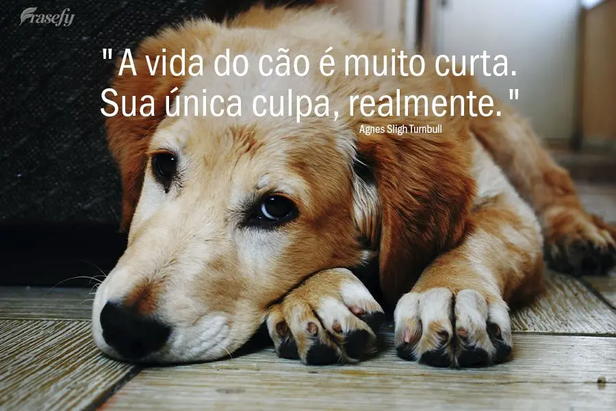 "A vida do cão é muito curta. Sua única culpa, realmente." Agnes Sligh Turnbull