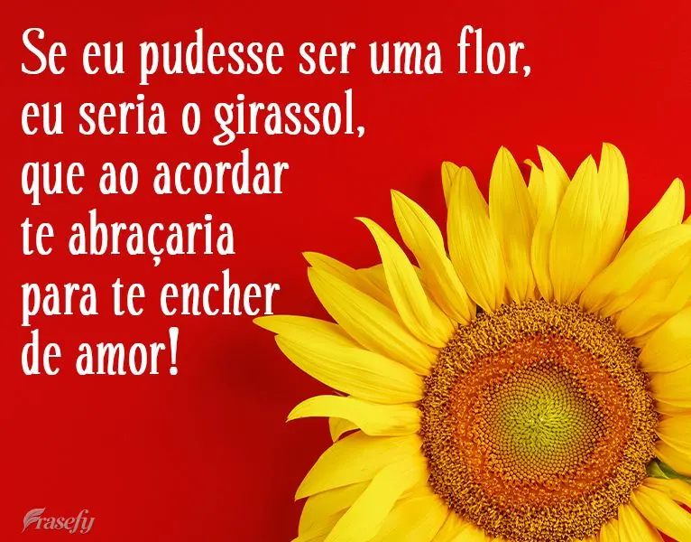 Se eu pudesse ser uma flor, eu seria o girassol, e ao acordar te abraçaria para te encher de amor!
