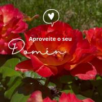 Aproveite o seu Domingo!