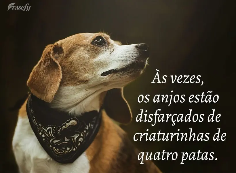 Às vezes, os anjos estão disfarçados de criaturinhas de quatro patas.