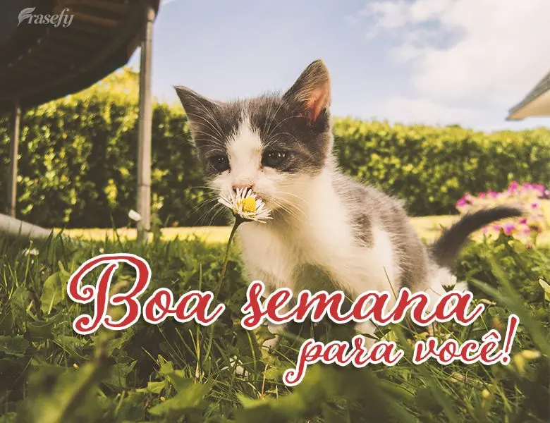 Boa semana para você!