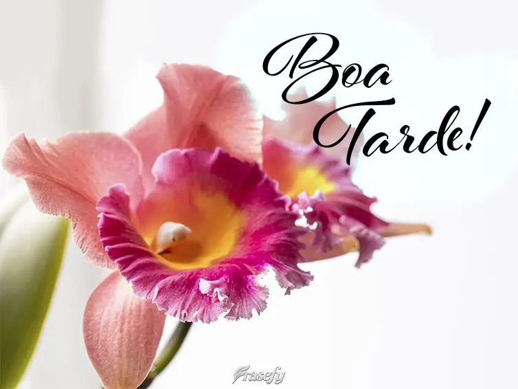 Boa tarde!
