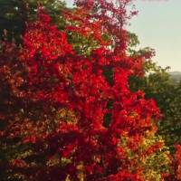 A natureza é uma obra-prima de beleza e as flores são suas pinceladas 
de cor Boa Tarde!