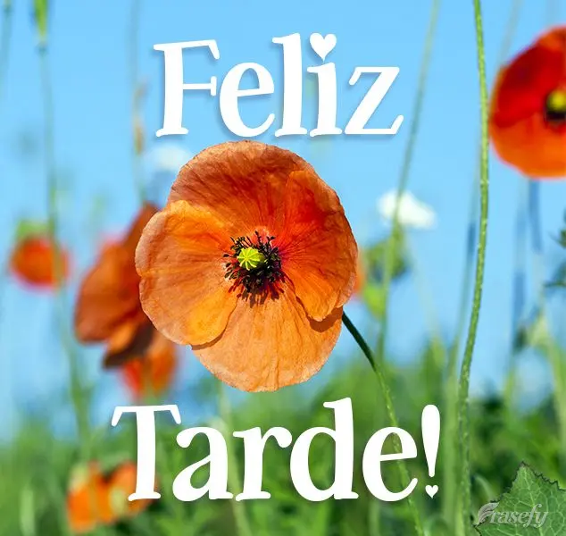 Feliz tarde!