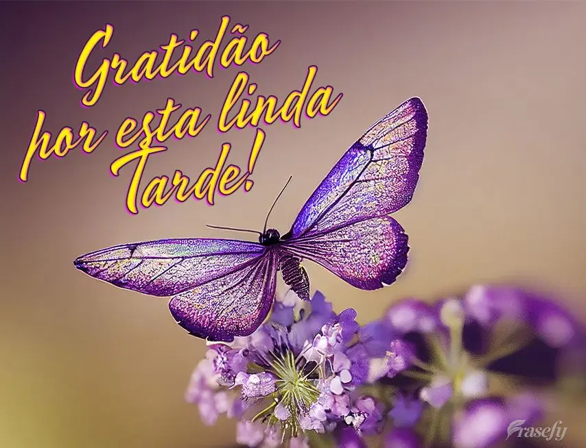 Gratidão por esta linda tarde!